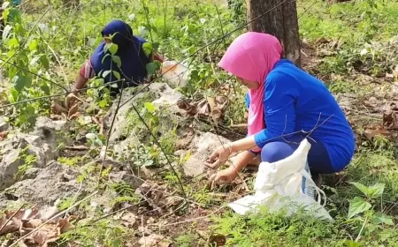 Berbulu Ulat jati, Tradisi Tahunan Warga Pinggiran Hutan Bojonegoro