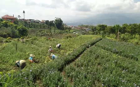 Alih Fungsi Lahan, Banyak Sawah Dijadikan Cafe dan Perumahan