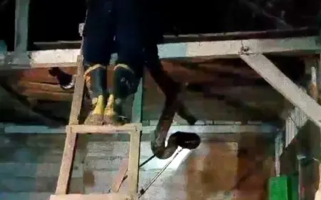 Ngeri! Dua Ular Piton Raksasa Bersarang di Atap Rumah Warga Bojonegoro