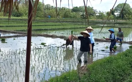 Ke Banyuwangi, Gus Imin Haramkan Impor Dikala Petani Panen Raya