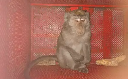 Damkarmat Evakuasi Monyet Ganas yang Serang Anak-anak di Banyuwangi