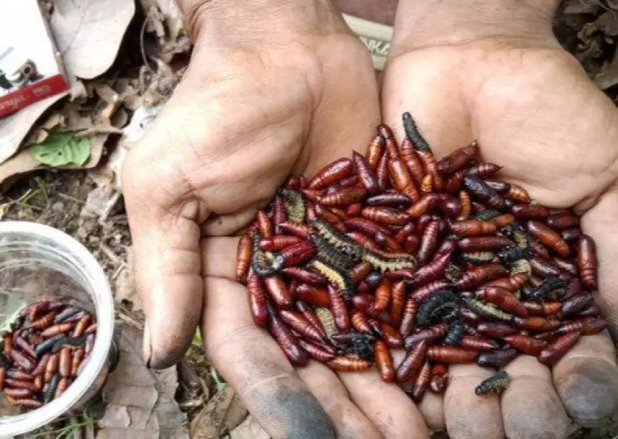 Masuk Musim Penghujan, Warga Di Pinggiran Jombang Berburu Kepompong Ulat