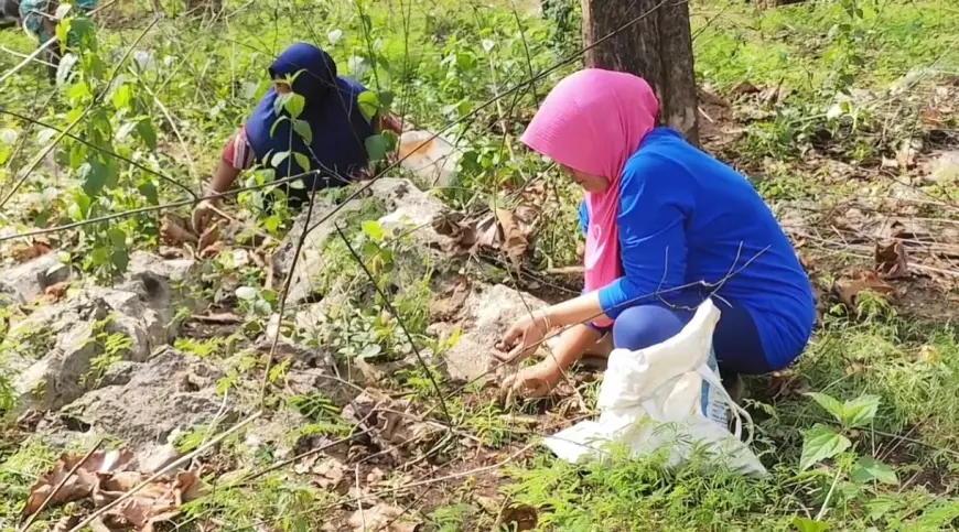 Berbulu Ulat jati, Tradisi Tahunan Warga Pinggiran Hutan Bojonegoro