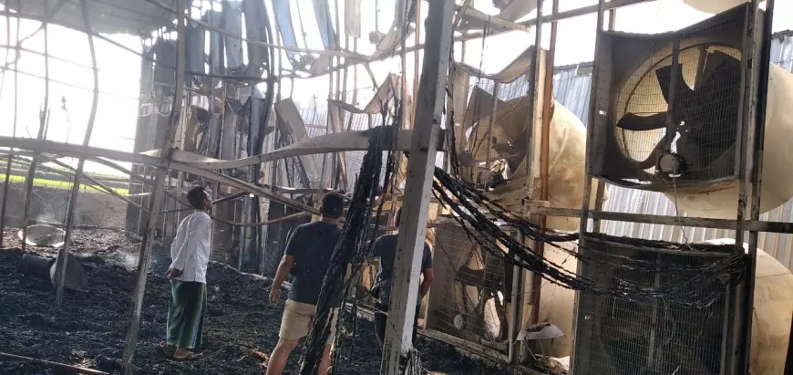 Kebakaran Kandang Ayam di Bojonegoro, Pemilik Merugi Rp 2,8 Miliar