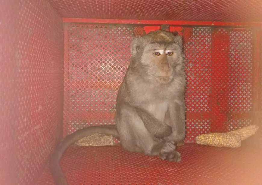 Damkarmat Evakuasi Monyet Ganas yang Serang Anak-anak di Banyuwangi
