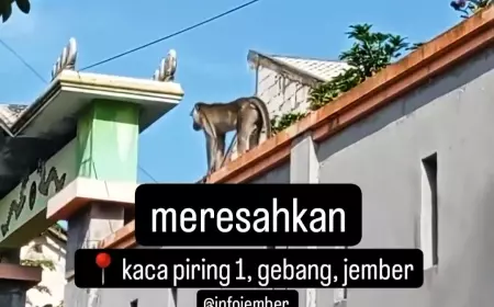 Warga di Kota Jember Resah Ada Monyet Liar Berkeliaran