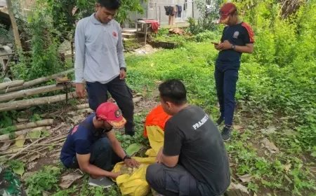 Tawon Ndas Di Kecamatan Dlanggu Sengat 4 Kambing Jawa Hingga Tewas