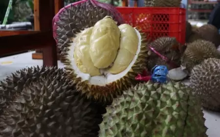 Durian Bido Wonosalam Paling Dicari Pembeli Saat Wisata Alam di Jombang