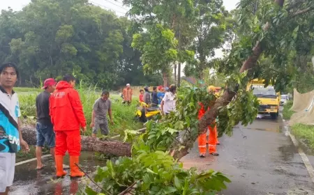 Gerak Cepat BPBD Jember Tanggulangi Dampak Hujan Disertai Angin