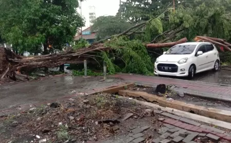 Hujan Deras Disertai Angin Kencang, Pohon Tumbang Timpa Mobil di Kantor Dishub Gresik