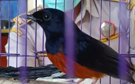 Satuan Pelayanan Karantina Ketapang Gagalkan Penyelundupan Burung Kicau dari Bali