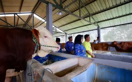 Awalnya Coba-coba, Pemuda di Banyuwangi Sukses Beternak Sapi Hingga Hasilkan Omzet Miliaran