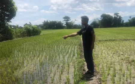 Petani Di Jombang Curhat Tak Dapat Jatah Pupuk Subsidi