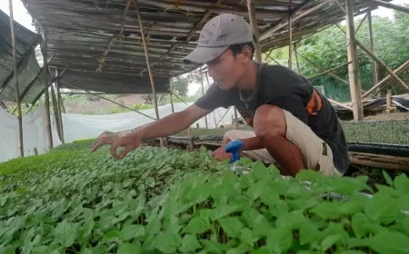 Pemuda Ngampelrejo Ciptakan Peluang Agrobisnis Makro   