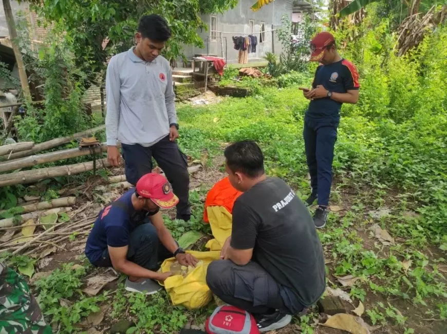 Tawon Ndas Di Kecamatan Dlanggu Sengat 4 Kambing Jawa Hingga Tewas