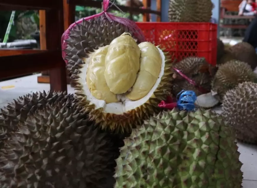 Durian Bido Wonosalam Paling Dicari Pembeli Saat Wisata Alam di Jombang