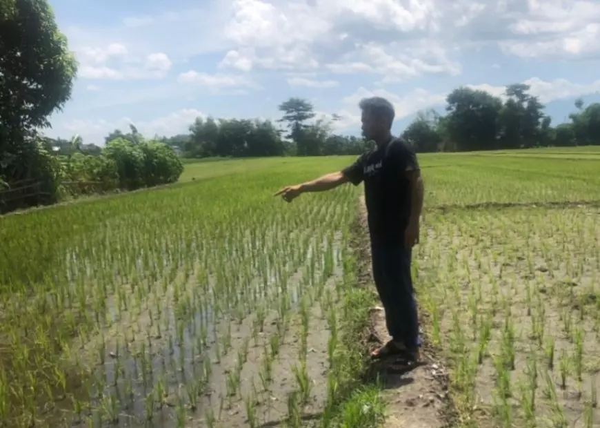 Petani Di Jombang Curhat Tak Dapat Jatah Pupuk Subsidi