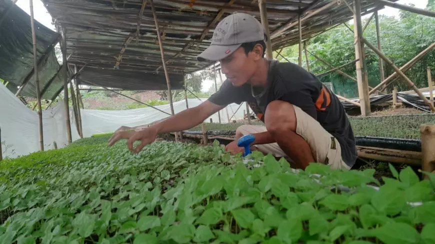 Pemuda Ngampelrejo Ciptakan Peluang Agrobisnis Makro   