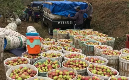 Penurunan Produksi Apel, Ancam Ikon Kota Batu