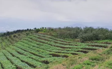 Pemkot Batu Anggarkan Rp 500 Juta untuk 10 Hektare Lahan Apel