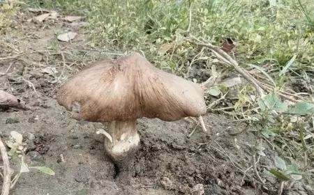 Berburu Jamur Barat, Tumbuh Liar di Hutan Jombang Saat Musim Penghujan