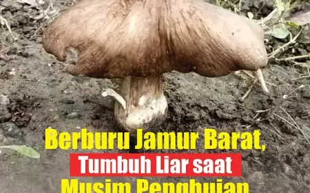 eKoran, Edisi Senin, 12 Februari 2024