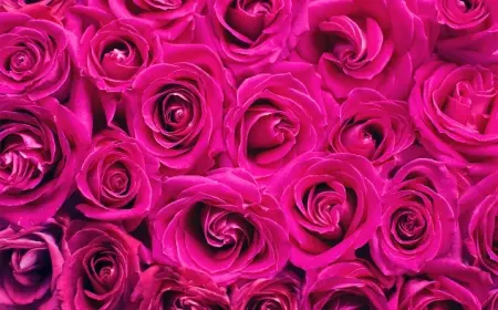 Fakta Unik di Hari Valentine; Apa Saja?