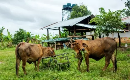 Peternak Harus Pahami Penyakit Lato-Lato