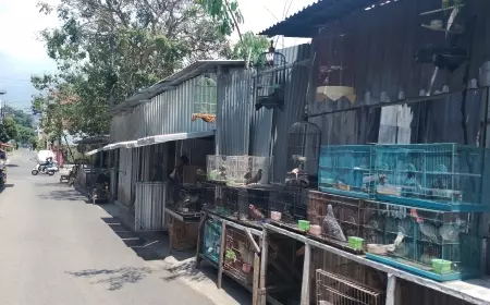 Pemkot Batu Alokasikan Rp 2 Miliar Untuk Pasar Unggas