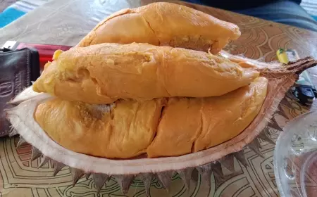 Mengenal Durian Simas Wonosalam Jombang Diyakini Anti Kolesterol dan Hipertensi