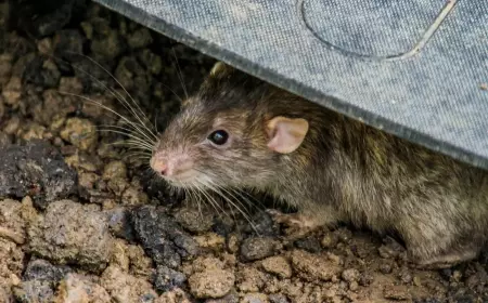 Cegah Tikus Nyaman di Rumah Kita