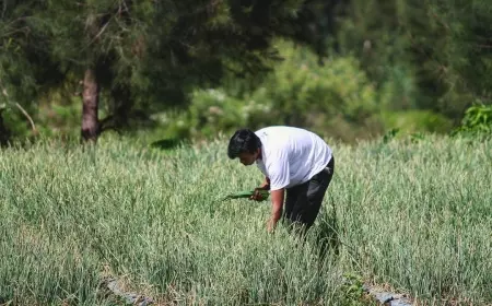 Desa Torongrejo Menuju Sentra Bawang Merah