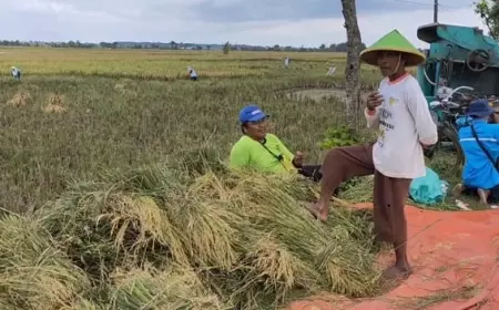 Harga Gabah di Bojonegoro Merosot, Ditengarai Karena Banjir Beras Impor