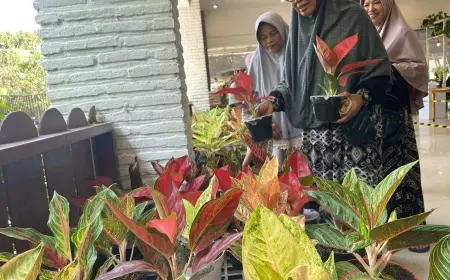 Menarik, Kontes Aglaonema Jember Diikuti Kontestan dari Berbagai Pelosok Indonesia