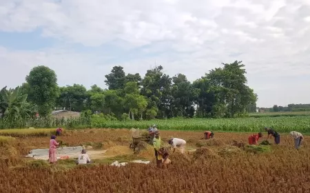 Cerita Petani di Kota Probolinggo, Harga Gabah Tinggi Tapi Terancam Gagal Panen