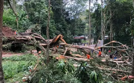Pohon Besar Panjang 50 Meter Tutupi Jalan Akses Trawas
