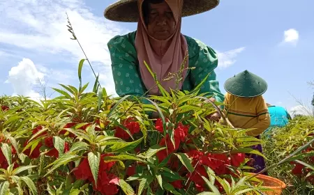 Petani Bunga Pacar Air Di Jombang Ramai Pesanan Jelang Ramadan
