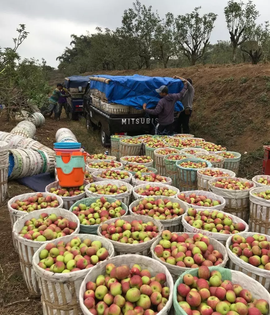 Penurunan Produksi Apel, Ancam Ikon Kota Batu