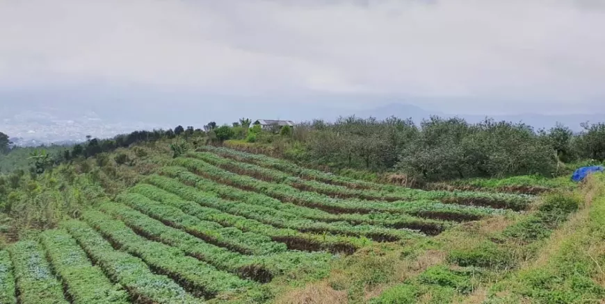 Pemkot Batu Anggarkan Rp 500 Juta untuk 10 Hektare Lahan Apel