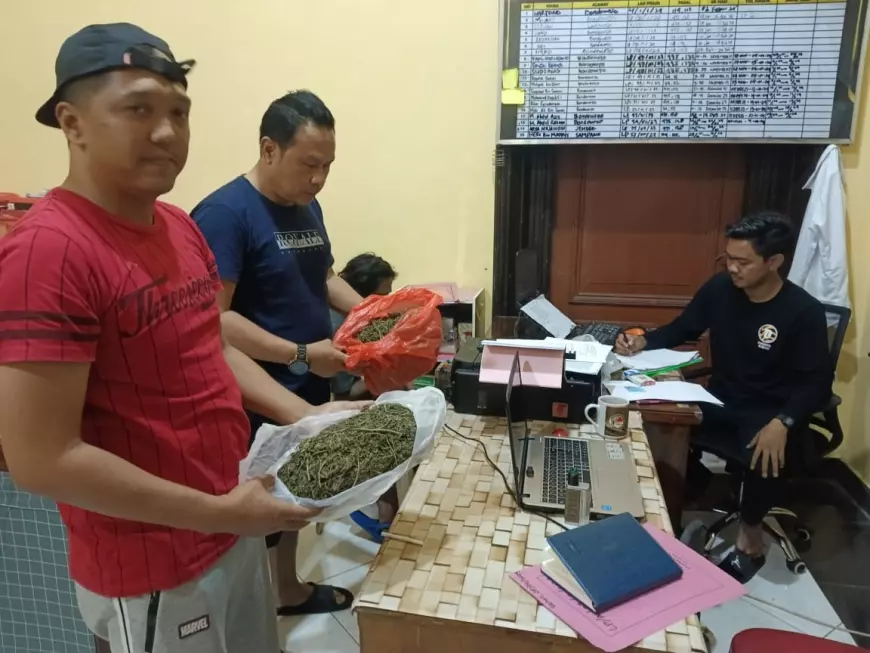 Pengedar Ganja di Bondowoso Ditangkap Polisi