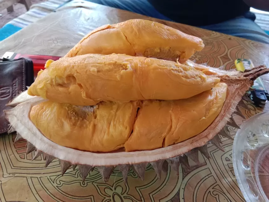 Mengenal Durian Simas Wonosalam Jombang Diyakini Anti Kolesterol dan Hipertensi