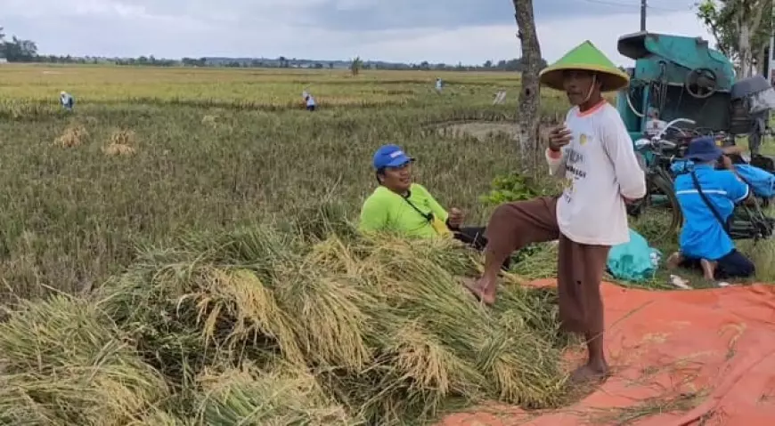 Harga Gabah di Bojonegoro Merosot, Ditengarai Karena Banjir Beras Impor