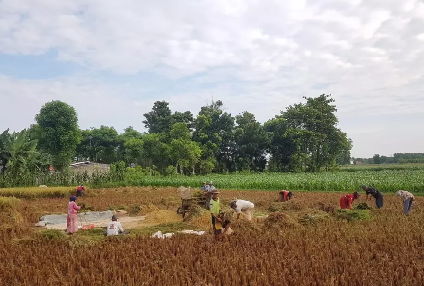 Cerita Petani di Kota Probolinggo, Harga Gabah Tinggi Tapi Terancam Gagal Panen