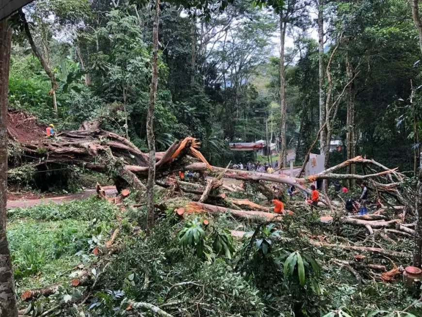 Pohon Besar Panjang 50 Meter Tutupi Jalan Akses Trawas