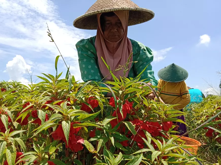Petani Bunga Pacar Air Di Jombang Ramai Pesanan Jelang Ramadan