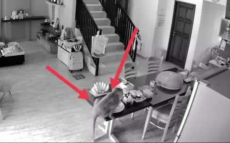 Video Monyet Obrak Abrik Rumah Mewah Terekam CCTV, Warga Resah