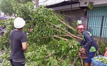 BPBD Kota Malang Catat, Ada 11 Titik Pohon Tumbang Akibat Angin Kencang