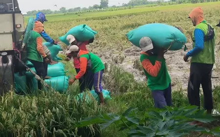 Bojonegoro Diprediksi Surplus Beras Pada Masa Panen April 2024
