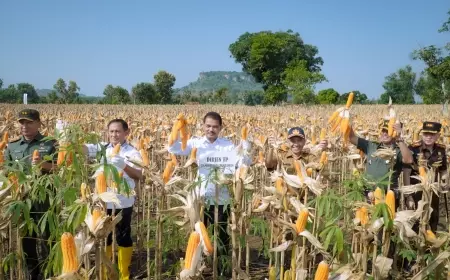 Tuban Jadi Sentra Produktivitas Jagung Nasional