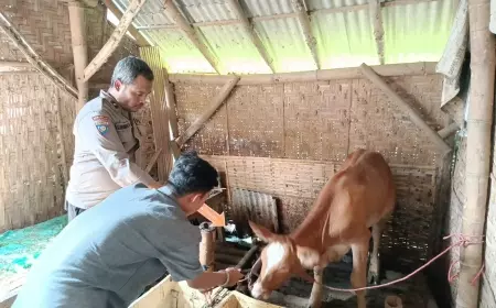 Pemuda di Jember Nekat Curi Sapi Milik Mantan Kekasih Setelah Diputus